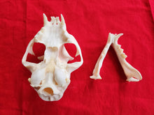 Load image into Gallery viewer, XXXXL Bobcat Skull - BCS1004
