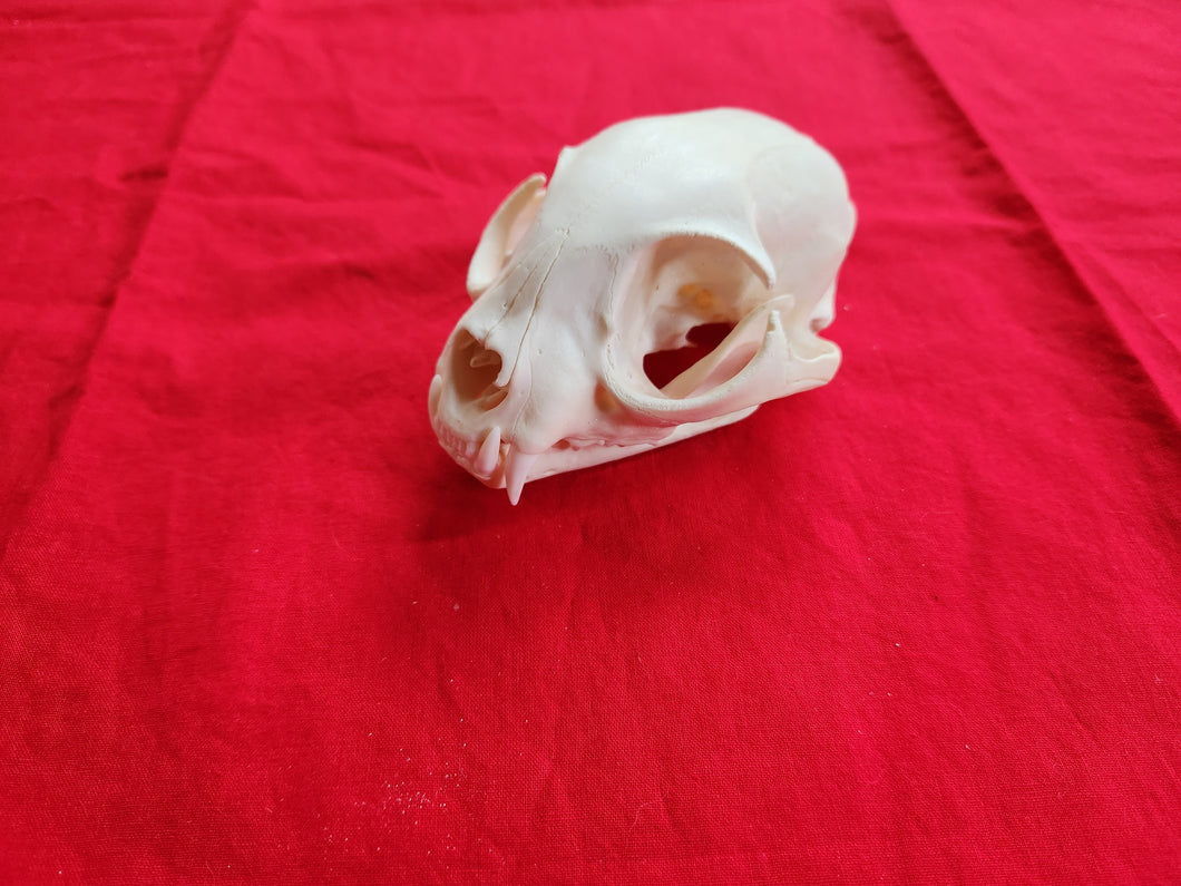 XXXL Bobcat Skull - BCS1005