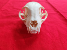 Load image into Gallery viewer, XXXL Bobcat Skull - BCS1005
