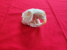 Load image into Gallery viewer, XL Beaver Skull - BVS1015
