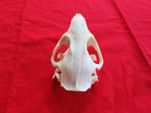 Load image into Gallery viewer, XL Beaver Skull - BVS1015
