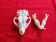 Load image into Gallery viewer, XL Beaver Skull - BVS1015
