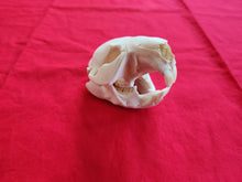 Load image into Gallery viewer, Medium Beaver Skull - BVS1016
