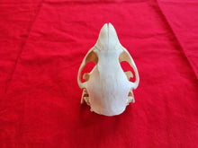 Load image into Gallery viewer, Medium Beaver Skull - BVS1016
