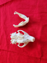 Load image into Gallery viewer, Medium Beaver Skull - BVS1016
