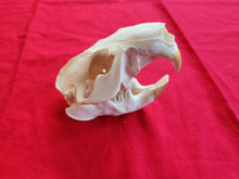 Load image into Gallery viewer, XXL Beaver Skull - BVS1014
