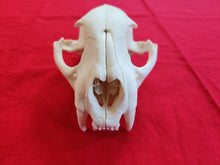 Load image into Gallery viewer, Large Mountain Lion Skull - UPPER Skull Only - MLS1004
