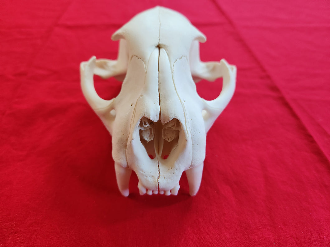 Large Mountain Lion Skull - UPPER Skull Only - MLS1004