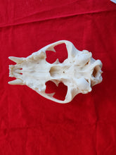 Load image into Gallery viewer, Large Mountain Lion Skull - UPPER Skull Only - MLS1004
