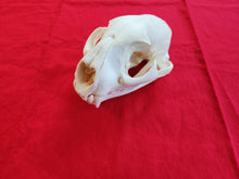 Load image into Gallery viewer, LM Mountain Lion Skull - MLS1005
