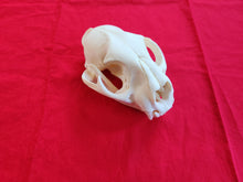 Load image into Gallery viewer, LM Mountain Lion Skull - MLS1005
