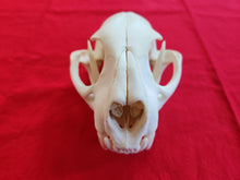 Load image into Gallery viewer, LM Mountain Lion Skull - MLS1005
