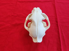 Load image into Gallery viewer, LM Mountain Lion Skull - MLS1005
