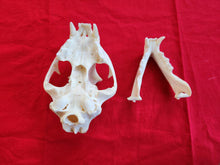 Load image into Gallery viewer, LM Mountain Lion Skull - MLS1005
