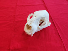 Load image into Gallery viewer, XXL Mountain Lion Skull - MLS1006
