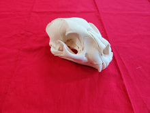 Load image into Gallery viewer, XXL Mountain Lion Skull - MLS1006
