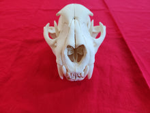 Load image into Gallery viewer, XXL Mountain Lion Skull - MLS1006
