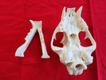 Load image into Gallery viewer, XXL Mountain Lion Skull - MLS1006
