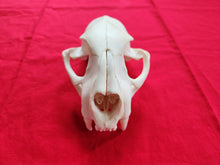 Load image into Gallery viewer, Large Mountain Lion Skull - Upper Skull Only - MLS1007
