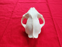 Load image into Gallery viewer, Large Mountain Lion Skull - Upper Skull Only - MLS1007
