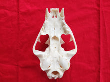 Load image into Gallery viewer, Large Mountain Lion Skull - Upper Skull Only - MLS1007
