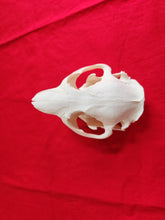 Load image into Gallery viewer, Large Beaver Skull - BVS1017
