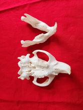 Load image into Gallery viewer, Large Beaver Skull - BVS1017
