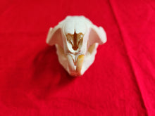 Load image into Gallery viewer, Large Beaver Skull - BVS1018
