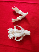 Load image into Gallery viewer, Large Beaver Skull - BVS1018
