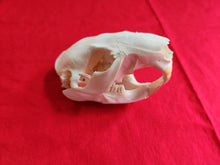 Load image into Gallery viewer, Large Beaver Skull - BVS1019
