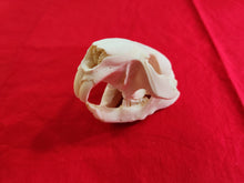 Load image into Gallery viewer, LM Beaver Skull - BVS1020
