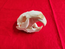 Load image into Gallery viewer, LM Beaver Skull - BVS1020
