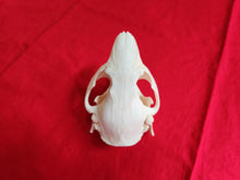 Load image into Gallery viewer, LM Beaver Skull - BVS1020
