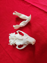 Load image into Gallery viewer, LM Beaver Skull - BVS1020
