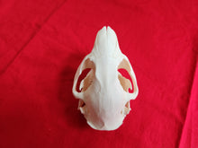 Load image into Gallery viewer, Large Beaver Skull - BVS1021
