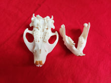 Load image into Gallery viewer, Large Beaver Skull - BVS1021
