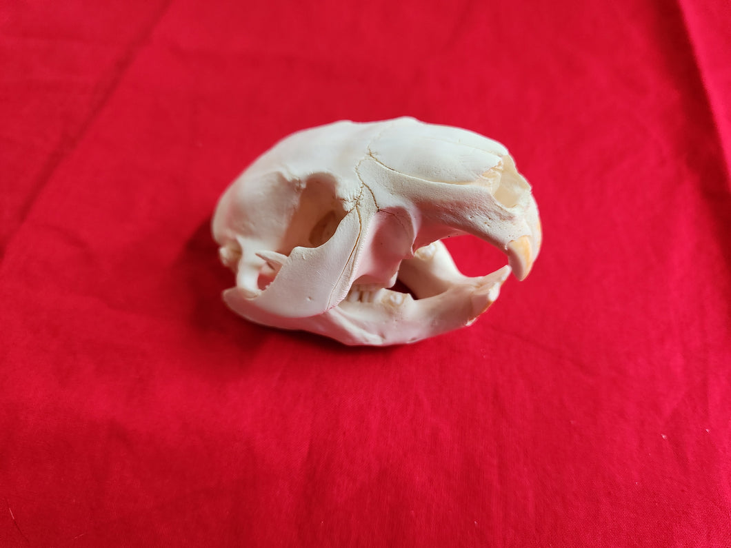 Medium Beaver Skull - BVS1022