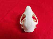 Load image into Gallery viewer, Medium Beaver Skull - BVS1022
