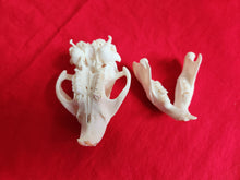 Load image into Gallery viewer, Medium Beaver Skull - BVS1022
