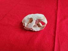 Load image into Gallery viewer, Medium Beaver Skull - BVS1023
