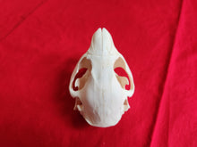 Load image into Gallery viewer, Medium Beaver Skull - BVS1023
