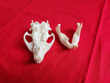 Load image into Gallery viewer, Medium Beaver Skull - BVS1023
