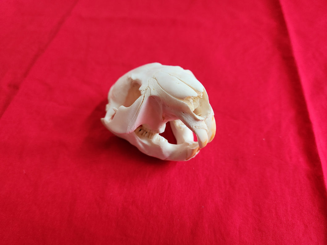 Medium Beaver Skull - BVS1024