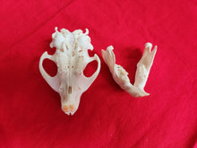 Load image into Gallery viewer, Medium Beaver Skull - BVS1024
