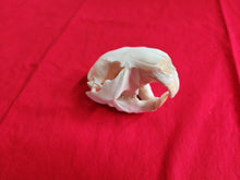 Load image into Gallery viewer, LM Beaver Skull - BVS1025
