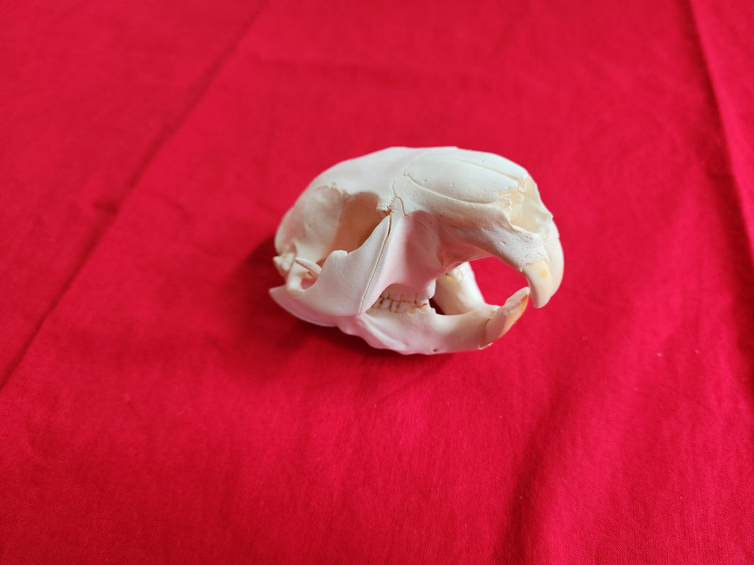 LM Beaver Skull - BVS1025