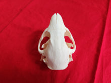 Load image into Gallery viewer, LM Beaver Skull - BVS1025
