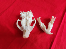 Load image into Gallery viewer, LM Beaver Skull - BVS1025
