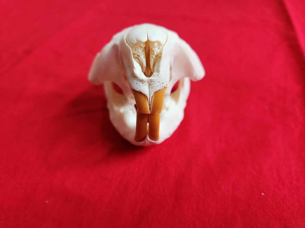 Small Beaver Skull - BVS1026