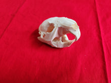 Load image into Gallery viewer, Medium Beaver Skull - BVS1027
